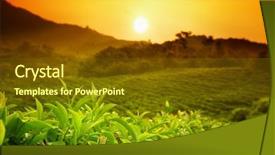  Presentation with tea plantation - Colorful slide deck enhanced with tea plantation landscape at sunrise backdrop and a tawny brown colored foreground