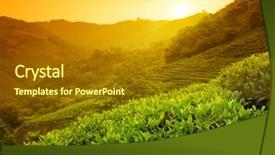  Presentation with tea plantation - Slide deck featuring tea plantation landscape at sunrise background and a tawny brown colored foreground