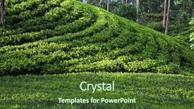  Presentation with tea plantation - Slide deck with tea plantation landscape in sri background and a tawny brown colored foreground