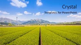  Presentation with tea japan - PPT layouts with tea plantation landscape in yokkaichi background and a light blue colored foreground