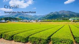  Presentation with tea japan - Theme with tea-plantation-landscape-in-yokkaichi background and a light blue colored foreground
