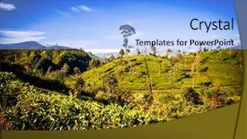  Presentation with tea plantation - PPT theme consisting of tea plantation landscape in the highlands of sri lanka background and a light blue colored foreground