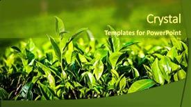  Presentation with tea plantation - Slide deck with tea plantation landscape in the highlands of sri lanka background and a tawny brown colored foreground