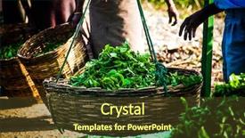  Presentation with high tea - PPT layouts having tea plantation landscape background and a tawny brown colored foreground