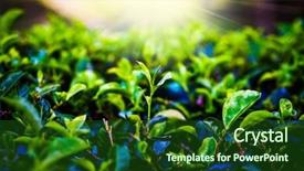  Presentation with tea plantation - PPT theme featuring tea plantation landscape in the highlands of sri lanka background and a forest green colored foreground
