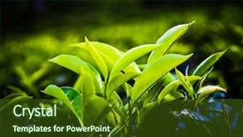  Presentation with tea plantation - Cool new PPT layouts with tea plantation landscape in the highlands of sri lanka backdrop and a tawny brown colored foreground