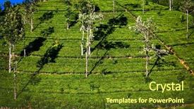  Presentation with tea plantation - Amazing PPT theme having tea plantation landscape in the highlands of sri lanka backdrop and a tawny brown colored foreground