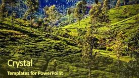  Presentation with tea plantation - Slide set consisting of tea plantation landscape in the highlands of sri lanka background and a tawny brown colored foreground
