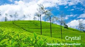  Presentation with tea plantation - PPT theme consisting of tea plantation nature background background and a tawny brown colored foreground