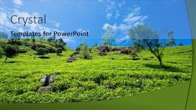  Presentation with tea plantation - Audience pleasing presentation theme consisting of tea-plantation-nature-background backdrop and a light blue colored foreground