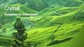  Presentation with tea plantation - Presentation theme enhanced with tea plantation view in morning background and a  colored foreground