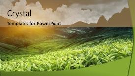  Presentation with tea plantation - PPT theme with tea plantation background and a coral colored foreground