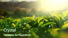  Presentation with tea plantation - PPT layouts consisting of tea plantation background and a tawny brown colored foreground