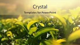  Presentation with tea plantation - Slide deck enhanced with tea plantation background and a blonde colored foreground