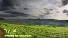  Presentation with tea plantation - PPT layouts having tea plantation background and a tawny brown colored foreground