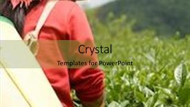  Presentation with tea plantation - Theme consisting of tea plantation background and a tawny brown colored foreground