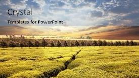  Presentation with tea plantation - 