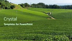  Presentation with tea plantation - Slides consisting of tea-plantation background and a tawny brown colored foreground