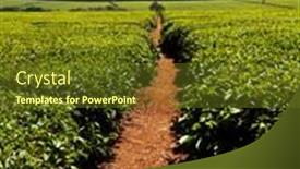  Presentation with tea plantation - 
