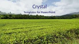  Presentation with tea plantation - Amazing PPT layouts having daintree - tea plantation backdrop and a lemonade colored foreground