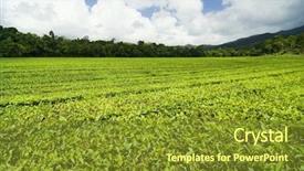  Presentation with tea plantation - Audience pleasing PPT theme consisting of tea plantation backdrop and a tawny brown colored foreground