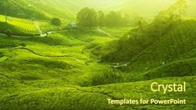  Presentation with tea plant - Slides having tea plantations at cameron highlands background and a tawny brown colored foreground