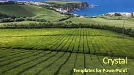 Presentation with ice milk tea - PPT layouts featuring tea plantations at porto formoso background and a tawny brown colored foreground