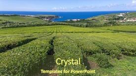  Presentation with tea plantation - Slide deck consisting of tea plantations at porto formoso background and a tawny brown colored foreground