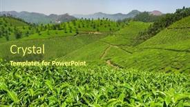  Presentation with tea plantation - Colorful PPT theme enhanced with tea-plantations-in-munnar-kerala backdrop and a tawny brown colored foreground