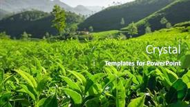  Presentation with tea plantation - Presentation having tea-plantations-in-munnar-kerala background and a tawny brown colored foreground