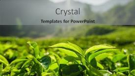  Presentation with tea plantation - Presentation theme enhanced with tea-plantations-in-munnar-kerala background and a light gray colored foreground