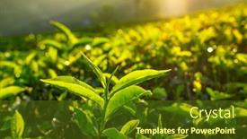  Presentation with tea leaves - Slide deck with tea-plantations-in-munnar-kerala background and a tawny brown colored foreground