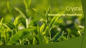  Presentation with tea plantation - Cool new slide deck with tea-plantations-in-munnar-kerala backdrop and a tawny brown colored foreground