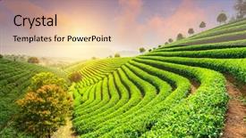  Presentation with tea plantation - Audience pleasing slides consisting of tea plantations under sky backdrop and a lemonade colored foreground