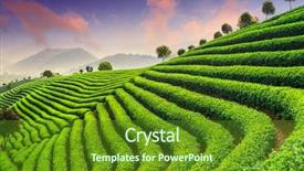  Presentation with tea plantation - Cool new slide deck with tea plantations under sky backdrop and a tawny brown colored foreground