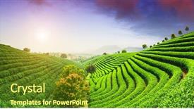  Presentation with tea - Colorful presentation design enhanced with tea plantations under sky backdrop and a tawny brown colored foreground