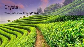  Presentation with tea plantation - Slide set enhanced with tea plantations under sky background and a  colored foreground