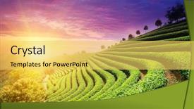  Presentation with tea plantation - PPT layouts enhanced with tea plantations background and a yellow colored foreground