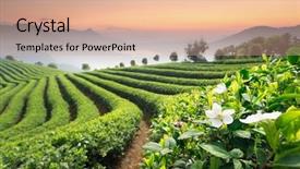  Presentation with tea plantation - PPT theme consisting of tea plantations background and a coral colored foreground