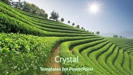  Presentation with tea plantation - Slide set having tea plantations background and a tawny brown colored foreground