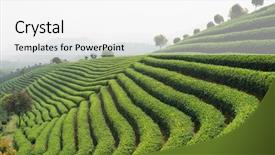  Presentation with tea plantation - PPT layouts with tea plantations background and a white colored foreground