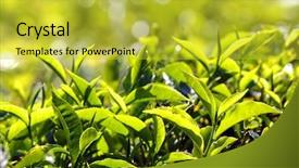  Presentation with high tea - PPT layouts featuring tea plants in munnar kerala background and a yellow colored foreground