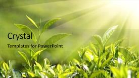  Presentation with high tea - Presentation theme featuring tea plants in sunbeams - munnar background and a yellow colored foreground