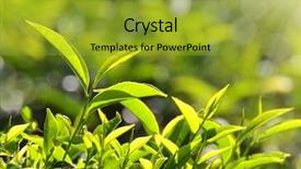  Presentation with munnar - PPT theme enhanced with tea plants in sunbeams - munnar background and a gold colored foreground