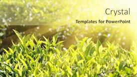  Presentation with munnar - Beautiful presentation theme featuring tea plants in sunbeams - munnar kerala india backdrop and a blonde colored foreground