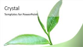  Presentation with tea plant - Slide deck enhanced with tea plant's leaves background and a white colored foreground