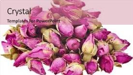  Presentation with taste - Cool new presentation theme with tea-rose buds isolated backdrop and a  colored foreground