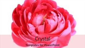  Presentation with pink rose petals on white - Presentation theme having tea rose isolated on white background and a coral colored foreground