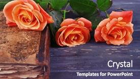  Presentation with old book - Slide set with tea roses with old book background and a violet colored foreground