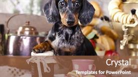  Presentation with dachshund - Cool new PPT layouts with tea sausages - purebred dachshund dog backdrop and a tawny brown colored foreground